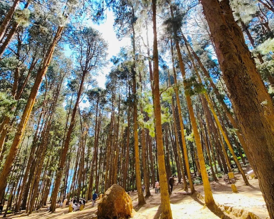 Pine Forest Ooty