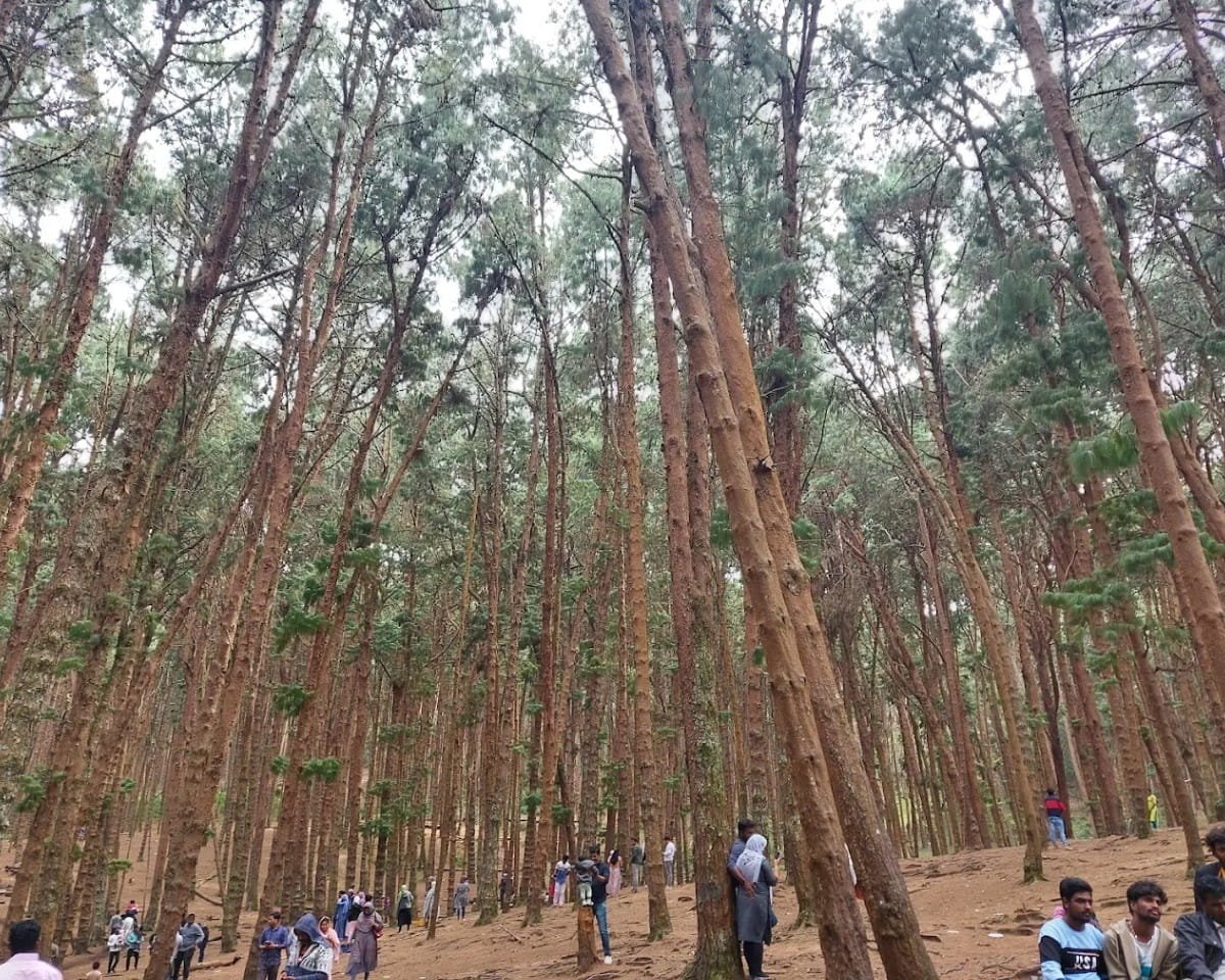 Pine Forest