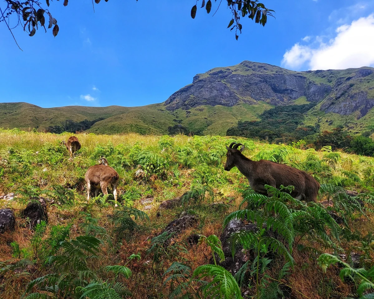 Eravikulam National Park