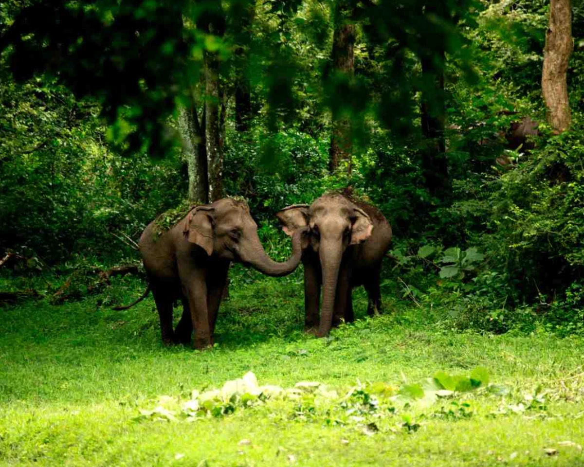 Wayanad Wildlife Sanctuary