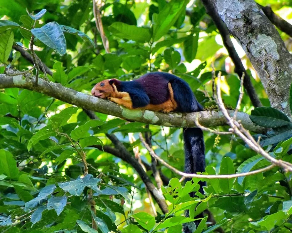 Idukki Wildlife Sanctuary