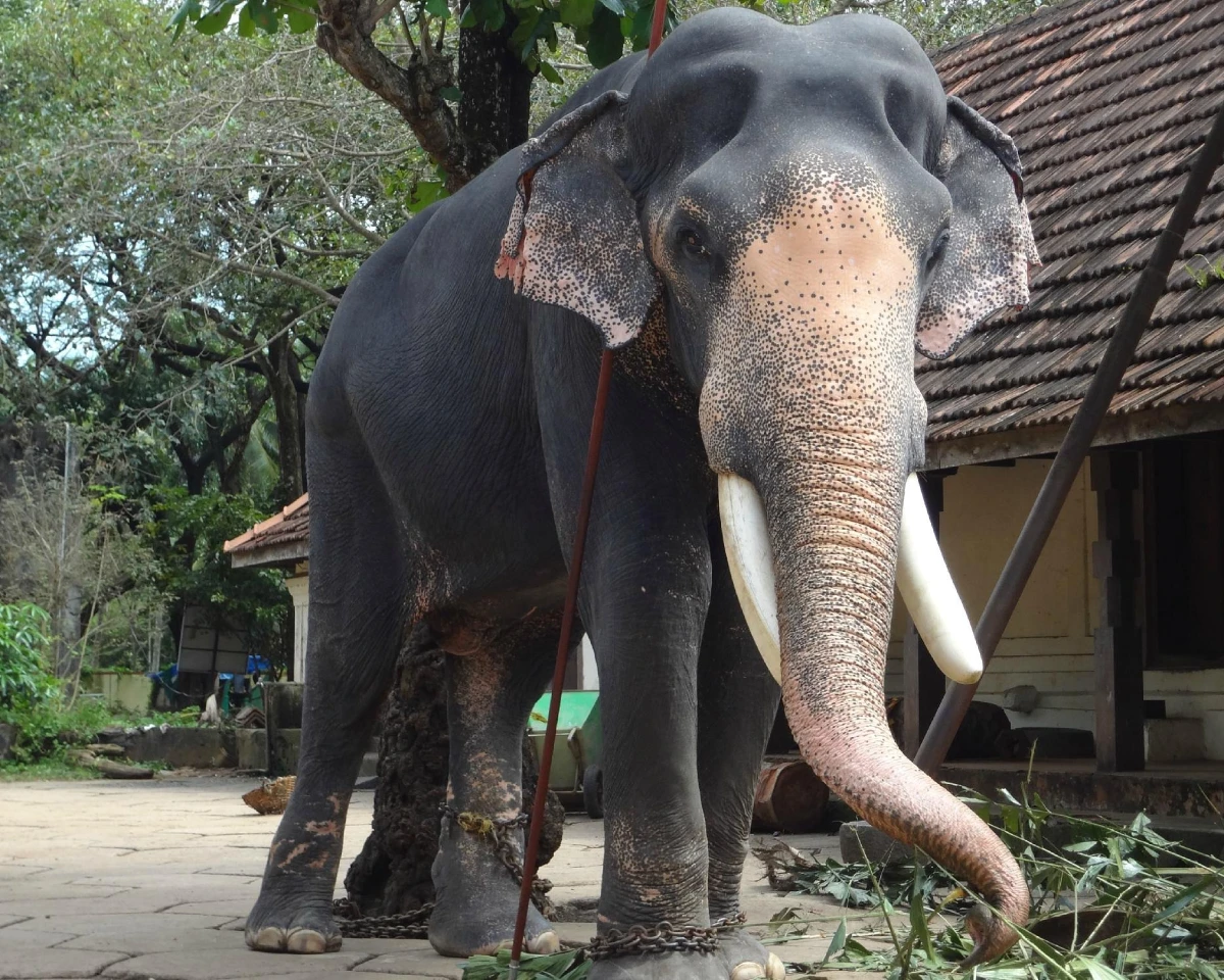Punnathur Kotta Elephant Sanctuary