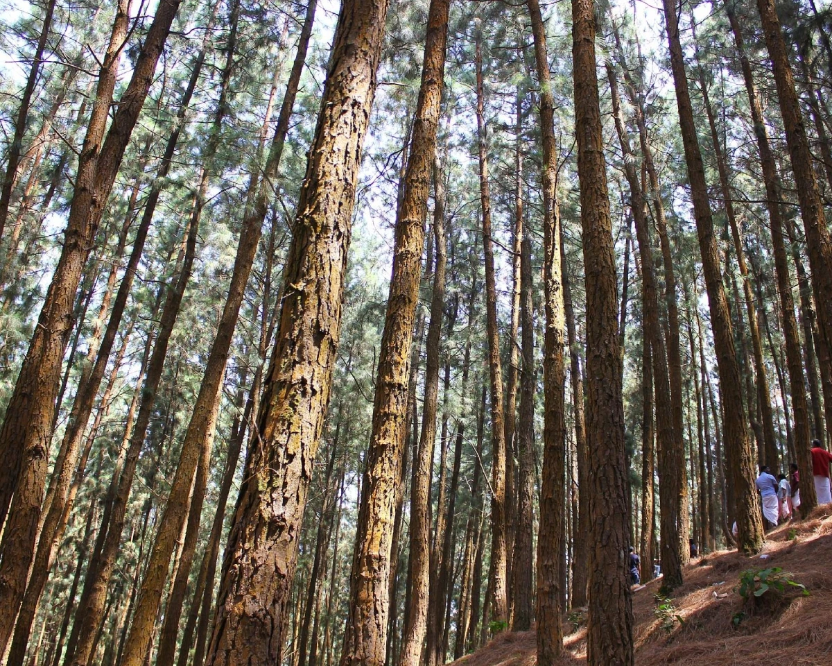 Vagamon Pine Forest